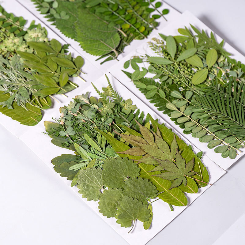 1 세트 35pcs 누르면 말린 꽃 혼합 잎 식물 표본 - Dried Flower Bookmark 리뷰 및 가격