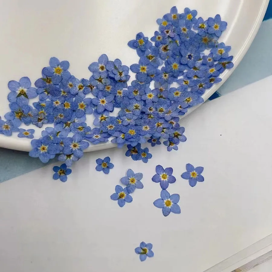 자연 건조된 블루 포겟메노트 꽃(미오소티스 실바티카)  - Dried Flower Bookmark 리뷰 및 가격